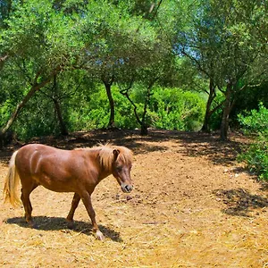 Es Fangar Sineu By Mallorca Selection Villa