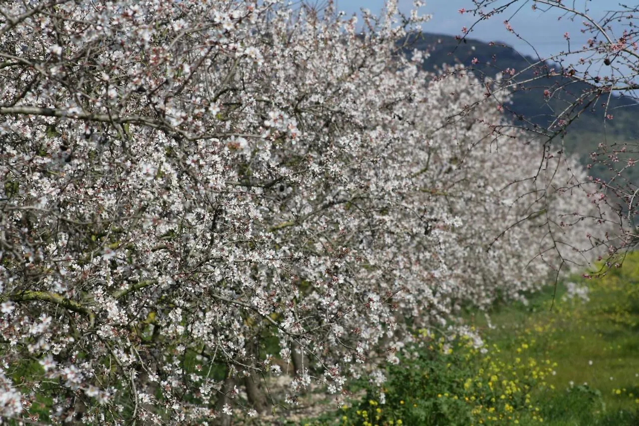 סינאו 087 Finca Es Camp Pla Vt1828 By Mallorca Charme